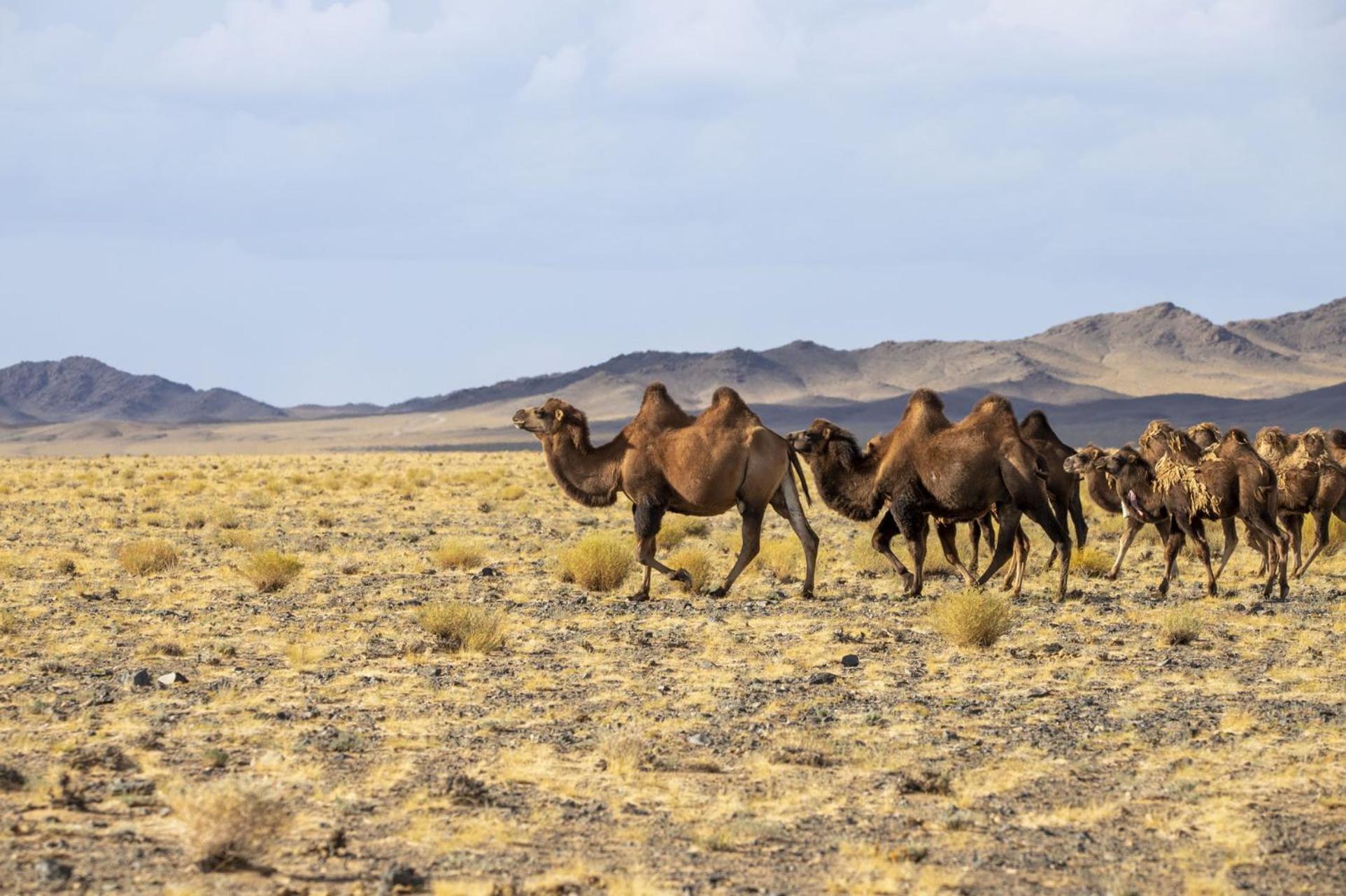 Gobi-Girl Hotel อูลานบาตอร์ ภายนอก รูปภาพ